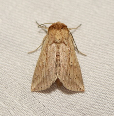 Mythimna decisissima