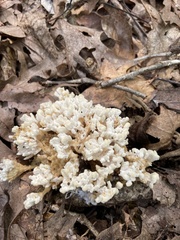 Sebacina schweinitzii