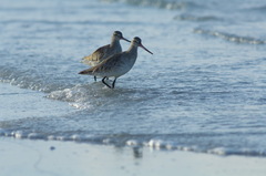 Limosa lapponica