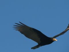 Cathartes burrovianus