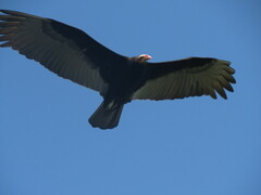 Cathartes burrovianus