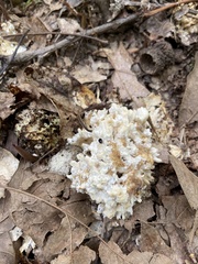 Sebacina schweinitzii