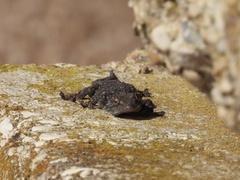 Tarentola mauritanica