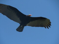 Cathartes burrovianus