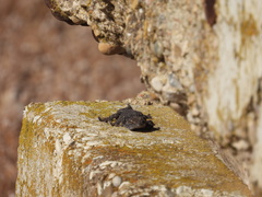 Tarentola mauritanica