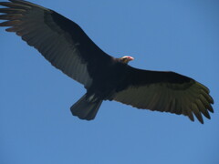 Cathartes burrovianus