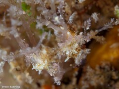 Okenia polycerelloides