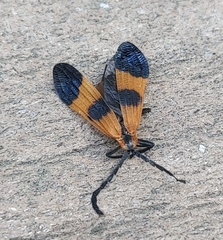 Calopteron terminale