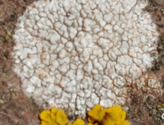Lecanoromycetes