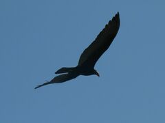 Cathartes burrovianus