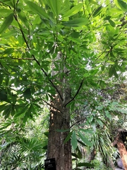 Magnolia fordiana