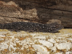 Tarentola mauritanica