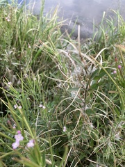 Epilobium ciliatum
