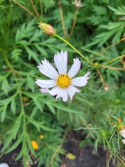 Cosmos parviflorus