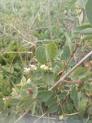Symphoricarpos occidentalis