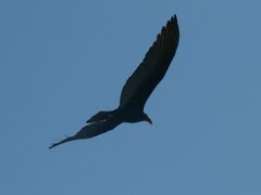 Cathartes burrovianus