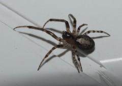 Zygiella x-notata