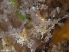 Okenia polycerelloides