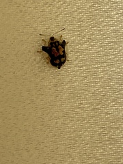 Deloyala guttata