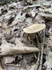 Russula compacta
