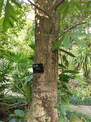 Magnolia fordiana