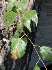 Betulaceae