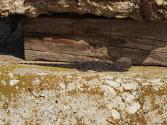 Tarentola mauritanica