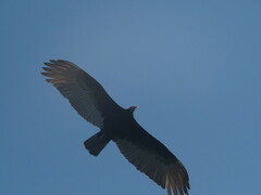 Cathartes burrovianus
