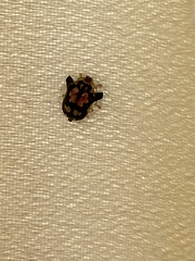 Deloyala guttata