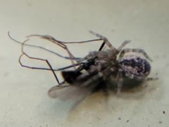 Dictynidae