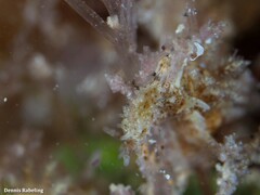 Okenia polycerelloides