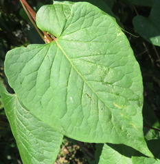 Fallopia scandens