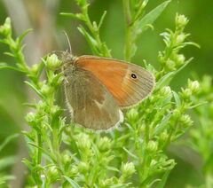 Coenonympha california