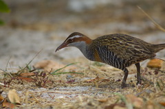 Gallirallus philippensis