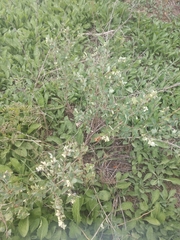 Symphoricarpos occidentalis