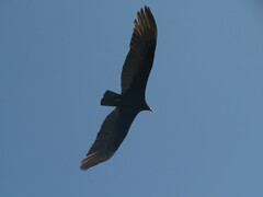 Cathartes burrovianus