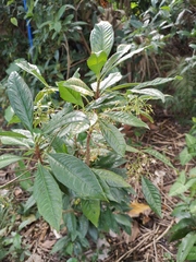 Ardisia crenata