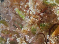 Okenia polycerelloides