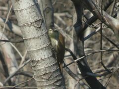 Lepidocolaptes angustirostris
