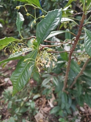 Ardisia crenata