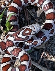 Lampropeltis triangulum