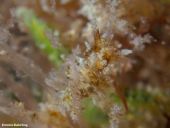 Okenia polycerelloides