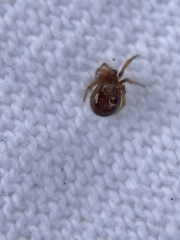 Steatoda nobilis