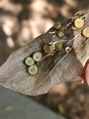 Pachypsylla