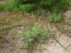 Gypsophila paniculata