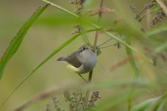 Gerygone flavolateralis