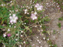 Gypsophila paniculata