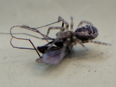 Dictynidae