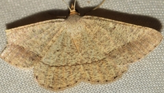 Isturgia catalaunaria