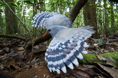 Kagu photo 5